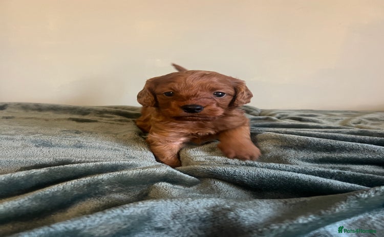Cockapoo dogs - Advert 7