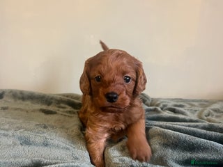 Cockapoo dogs - Advert 5