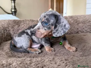 Miniature Dachshund dogs Adorable Miniature Dachshund puppies - Advert 3