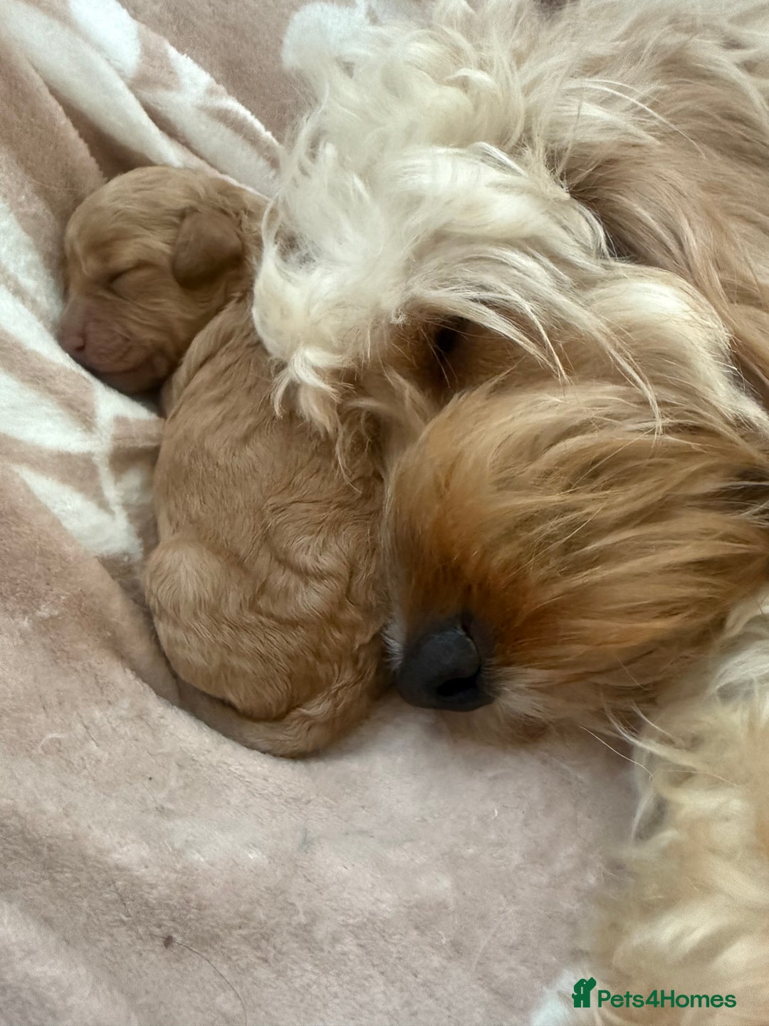 Cockapoo dogs for sale: Stunning babies ready for new homes - Advert 7