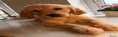 Amara