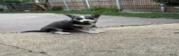 Siberian Husky dogs for sale: Puppy Siberian Husky  - Advert 9