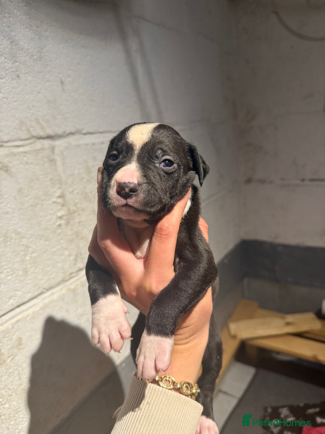 Staffordshire Bull Terrier dogs for sale: Staffordshire bull terrier pups - Image 5