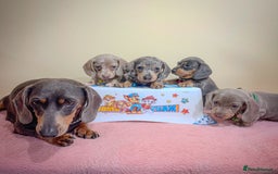 Miniature Dachshund dogs for sale: Miniature dachshund puppies  - Image 2