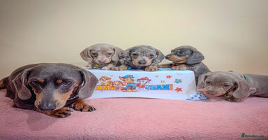 Miniature Dachshund dogs - Advert 10