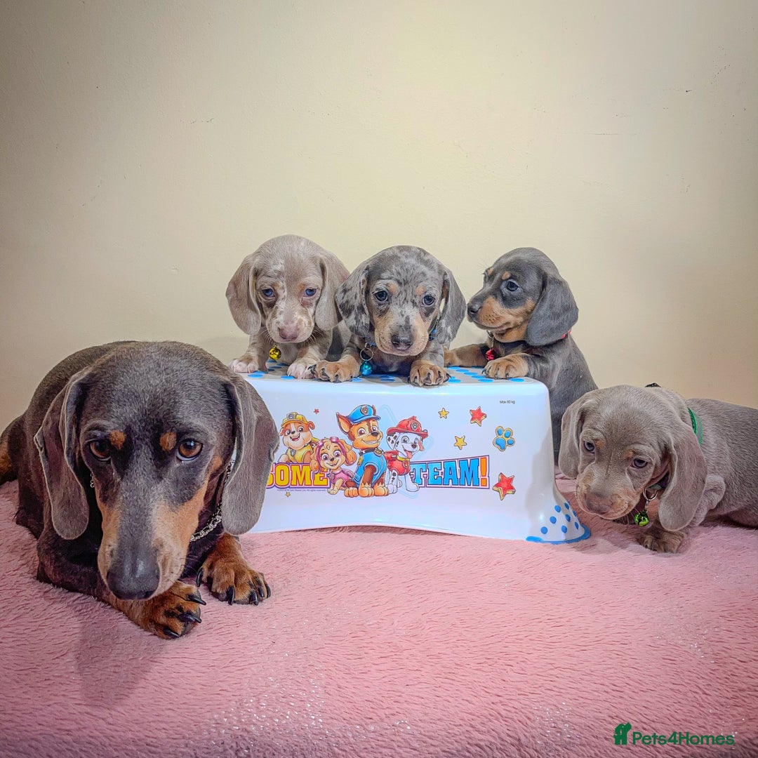 Miniature Dachshund dogs for sale: Miniature dachshund puppies  - Image 2
