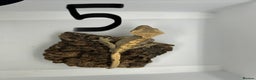 Gecko reptiles for sale: Crested geckos - Advert 10