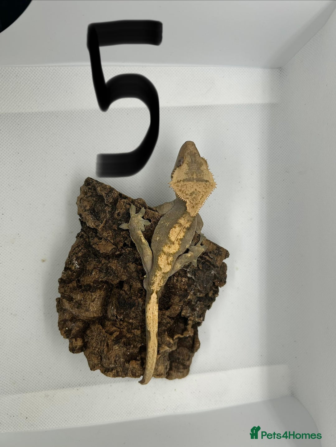 Gecko reptiles for sale: Crested geckos - Advert 10