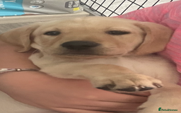 Labrador Retriever dogs for sale: Labrador puppy with papers  - Image 3