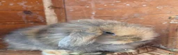 Mini Lion Lop rabbits for sale: 4 male lion lops  - Advert 4