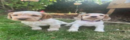 Cocker Spaniel dogs for sale: Ready tomorrow ! Gorgeous cocker spaniel puppies  - Advert 11