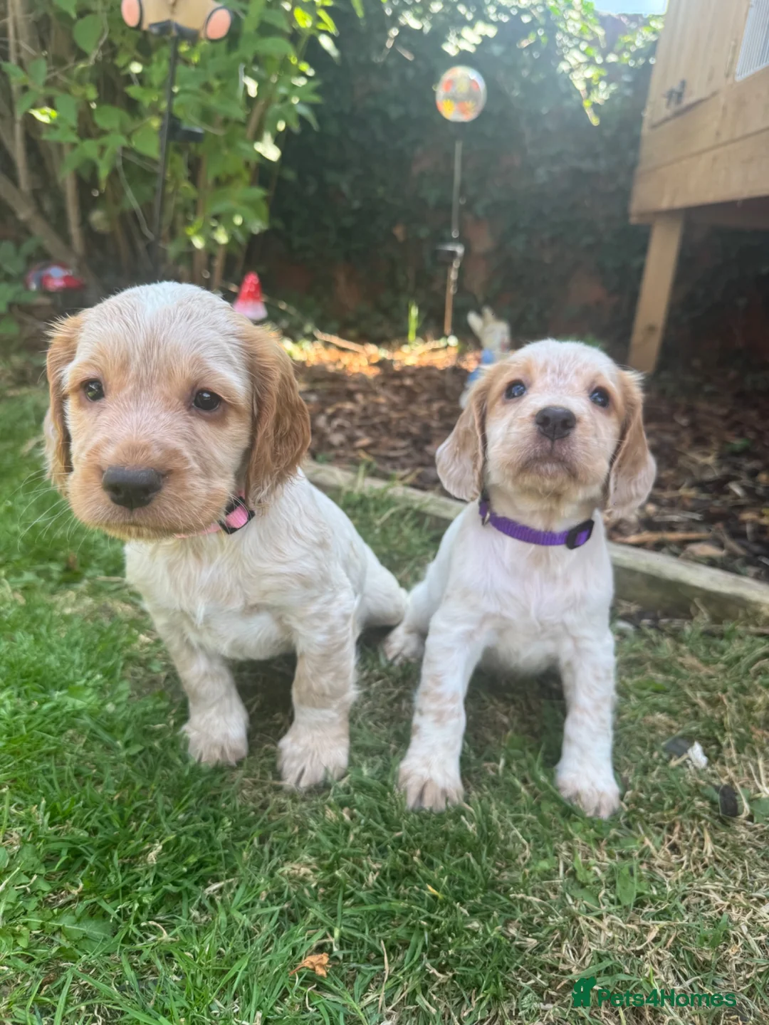 Cocker Spaniel dogs for sale: Ready tomorrow ! Gorgeous cocker spaniel puppies  - Advert 11