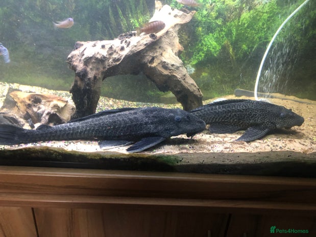 Plecos fish - Advert 13