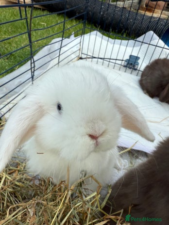 Pet Rabbit Sale Rabbits for sale | Pets4Homes