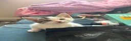 Mixed Breed cats for sale: Kittens available from 10/11/26 in Hinckley - Advert 8