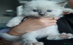 Ragdoll cats for sale: Adorable Ragdoll Kittens - READY NEXT WEEK - Image 4