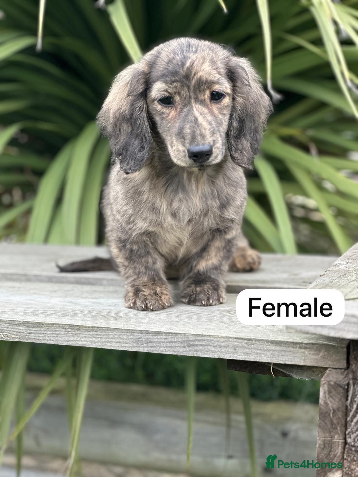 Miniature Dachshund dogs Miniature long haired cream brindle puppies - Advert 6