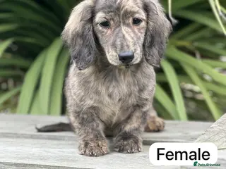 Miniature Dachshund dogs Miniature long haired cream brindle puppies - Advert 6