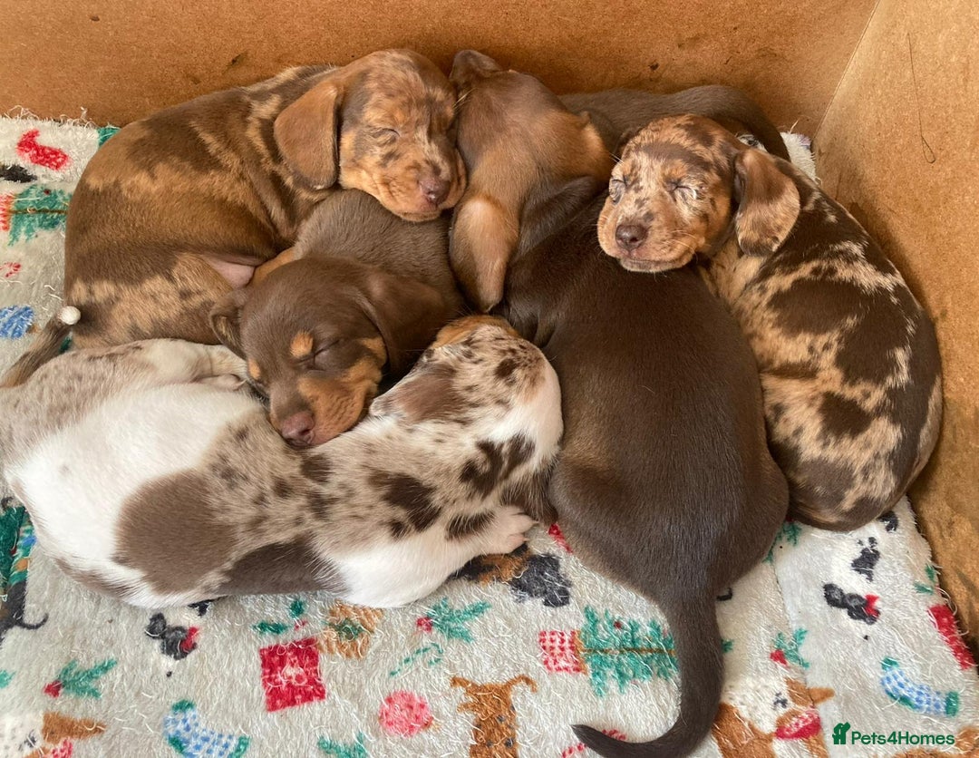 Dachshund dogs for sale: 3 male 2 female dashound puppies ready to go. - Image 1