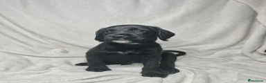 Artie