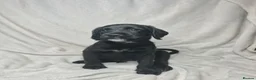 Mixed Breed dogs for sale: Boxer-Doodle Puppies  - Advert 2