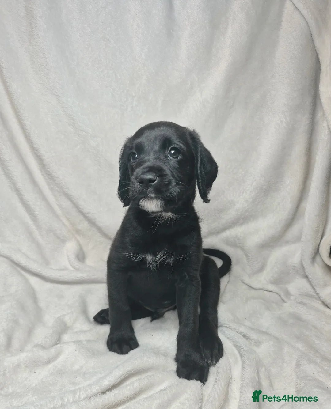 Mixed Breed dogs for sale: Boxer-Doodle Puppies  - Advert 2