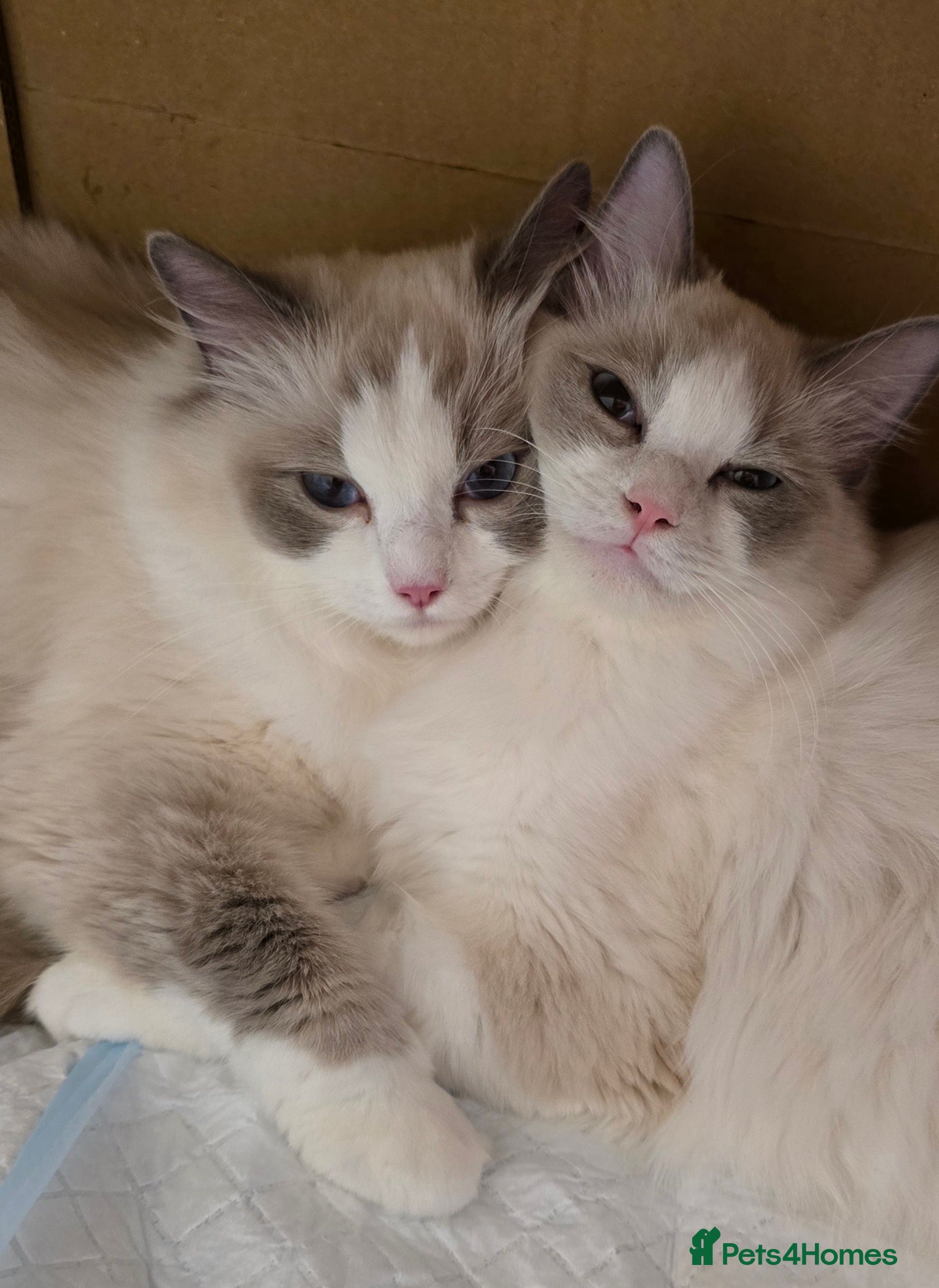 Ragdoll cats Ragdoll - Advert 11