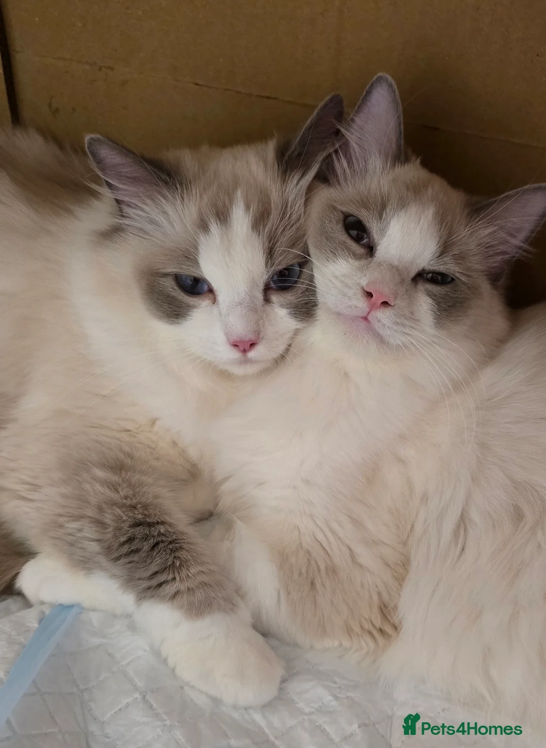 Ragdoll cats for sale: Ragdoll - Advert 1