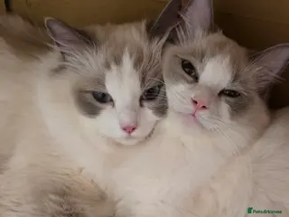 Ragdoll cats Ragdoll - Advert 11