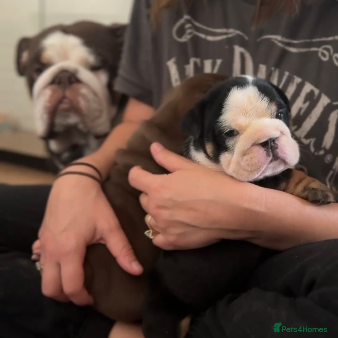 English Bulldog dogs for sale: 2 Gorgeous English Bulldog Pups 🩷 - Image 22