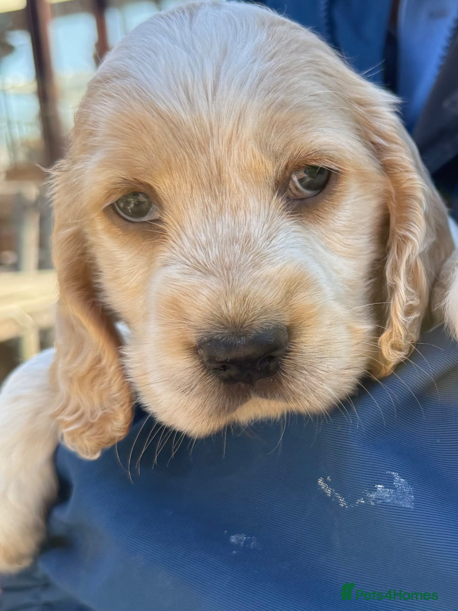 Cocker Spaniel dogs LEMON and SABLE ROAN Show Cocker Spaniels  - Advert 1