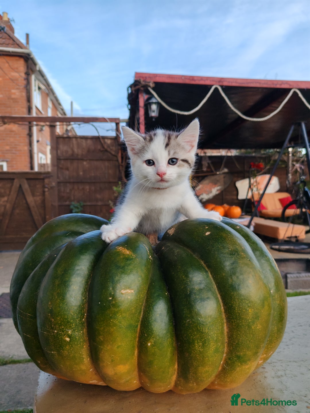 Mixed Breed cats for sale: Cute Bengal mix Kittens looking for loving homes🐱 - Image 13