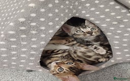 Mixed Breed cats for sale: Bengal beauties - Image 1