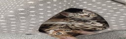 Mixed Breed cats for sale: Bengal beauties *Ready* - Advert 5