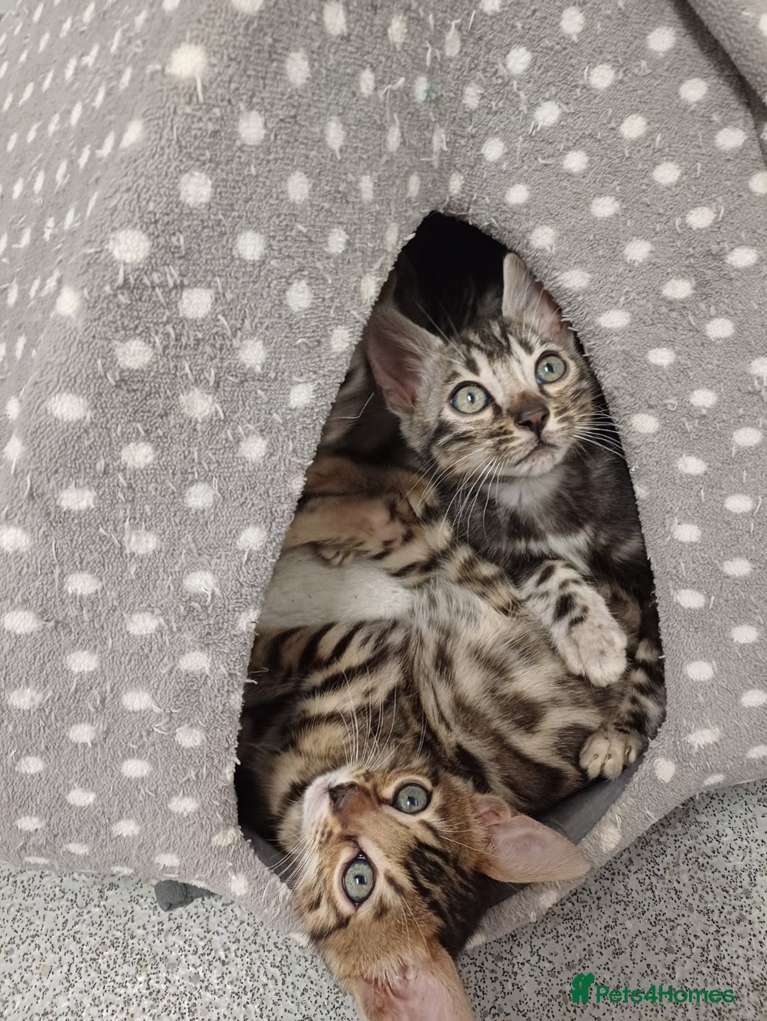 Mixed Breed cats for sale: Bengal beauties - Image 1