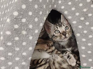 Mixed Breed cats - Advert 1