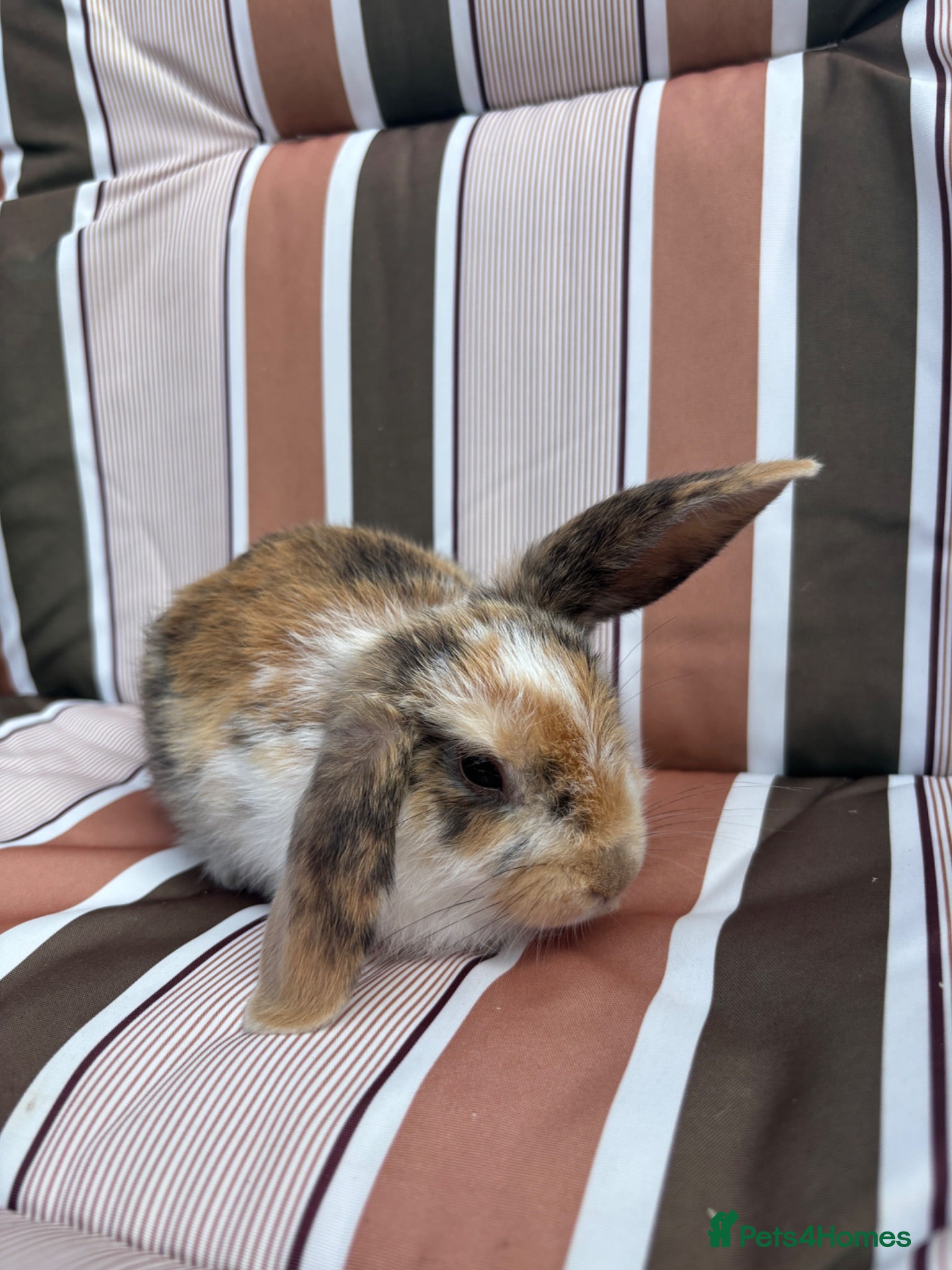 Mixed Breed rabbits Mixed bread rabbits - Advert 4