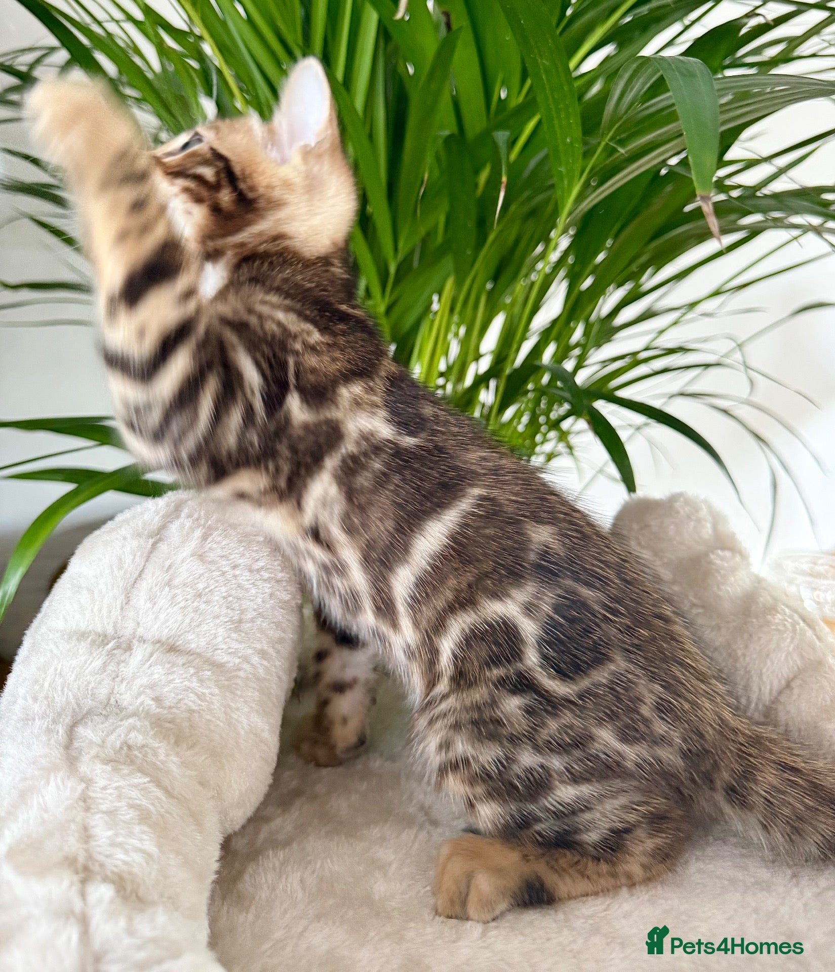 Bengal cats for sale: TICA Active Championship Bengal Kittens - Advert 2