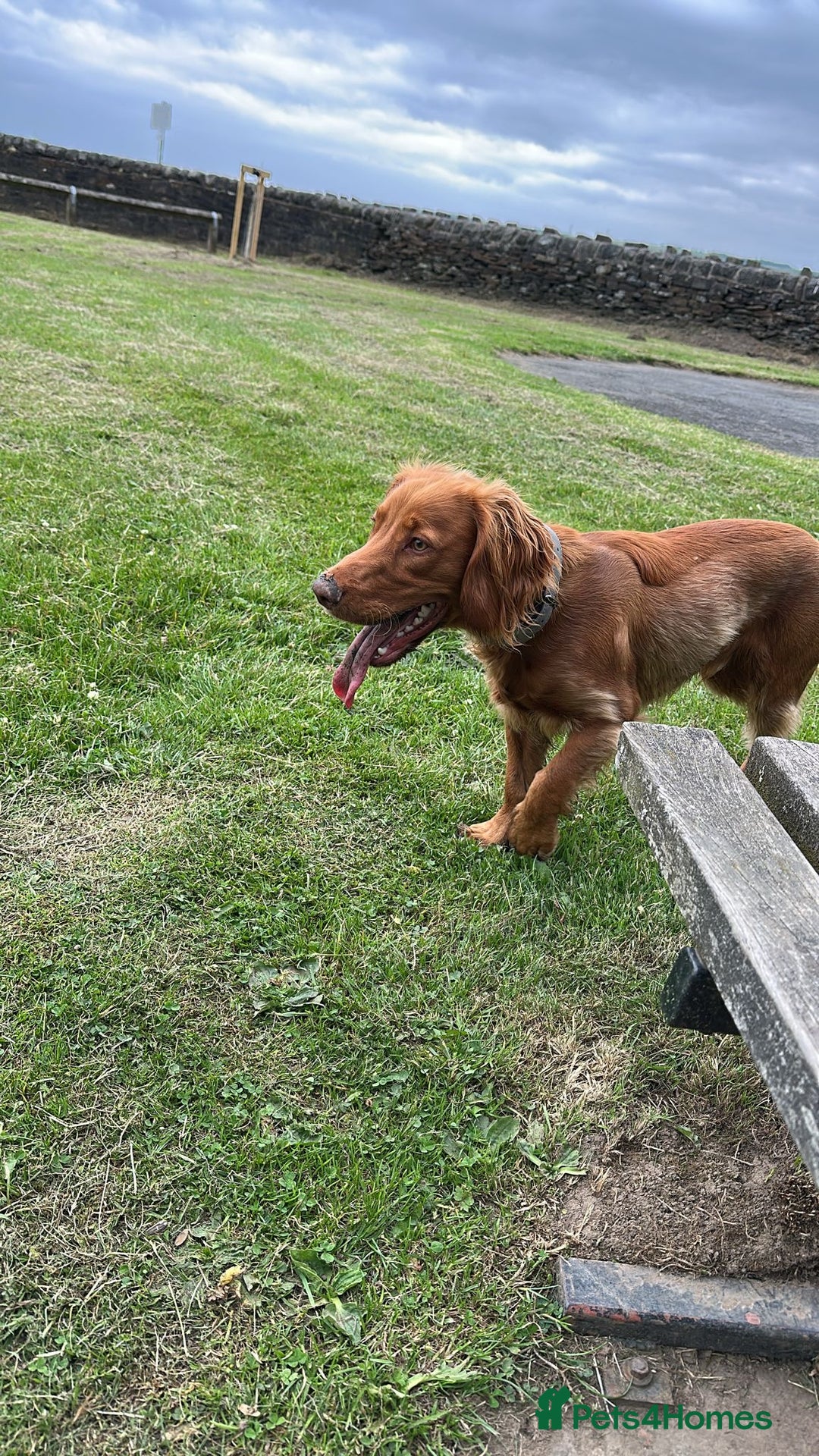 Cocker Spaniel dogs for sale: Cocker spaniel  - Advert 5