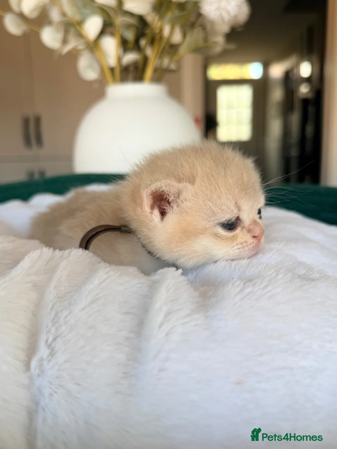 British Shorthair cats for sale: 3 stunning golden kitty’s  - Advert 18