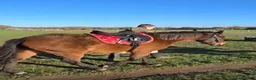 New Forest horses for sale: Beautiful Project horse - Advert 2