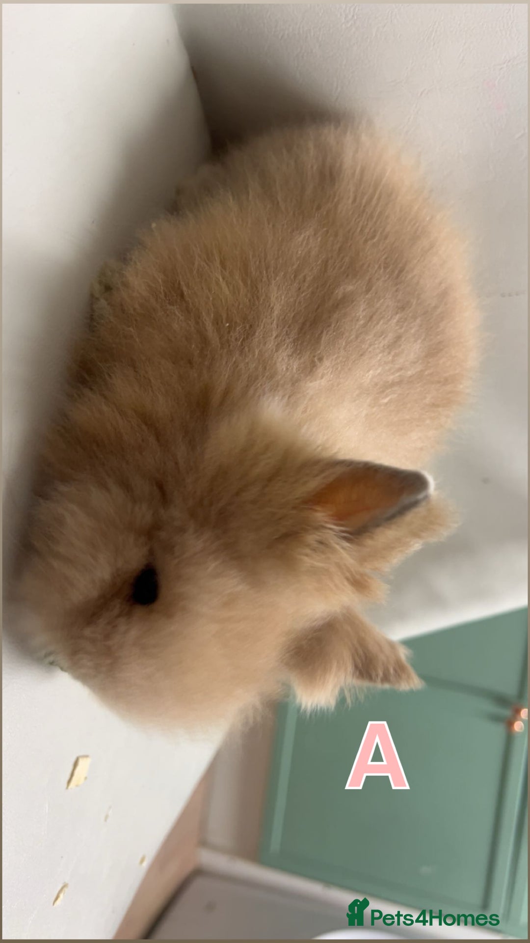 Lionhead rabbits for sale: Adorable Curious Lionhead Rabbits – 3 Months Old - Advert 4