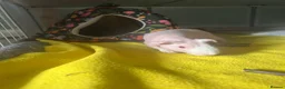 Guinea Pig rodents for sale: Male skinny pig  - Advert 1