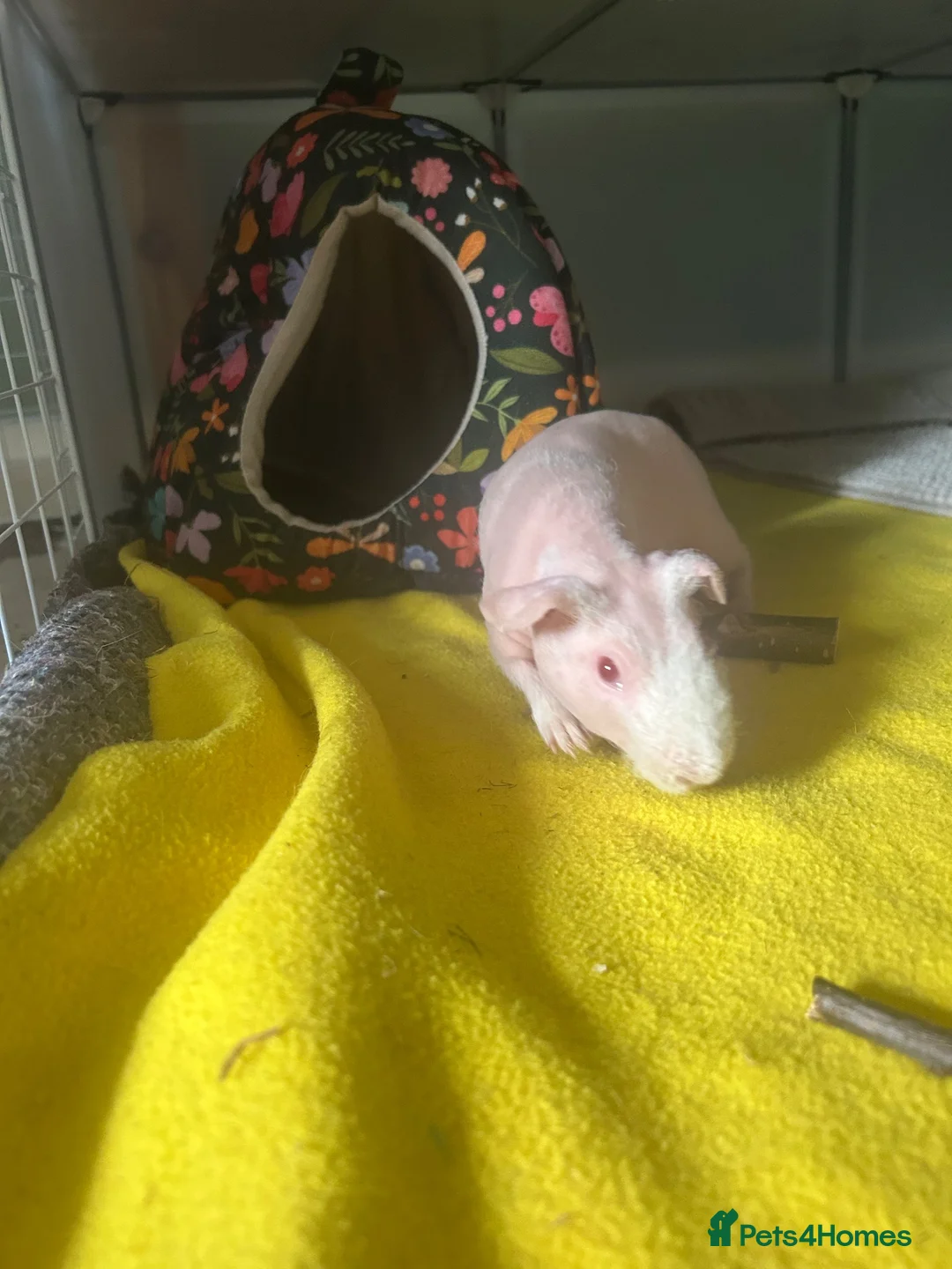 Guinea Pig rodents for sale: Male skinny pig  - Advert 1
