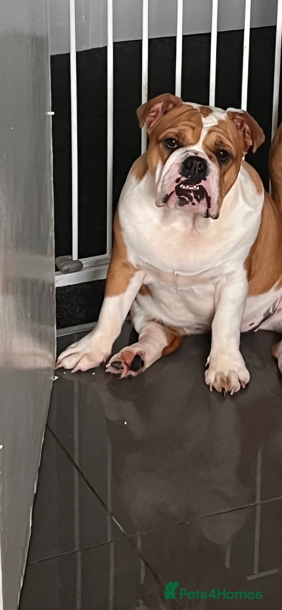 English Bulldog dogs for sale: KC registered Female English Bulldog - Advert 4