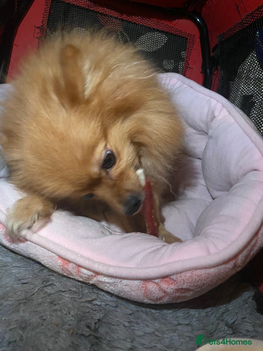 Pomeranian dogs for sale: Bonnie the Pomeranian - Image 7