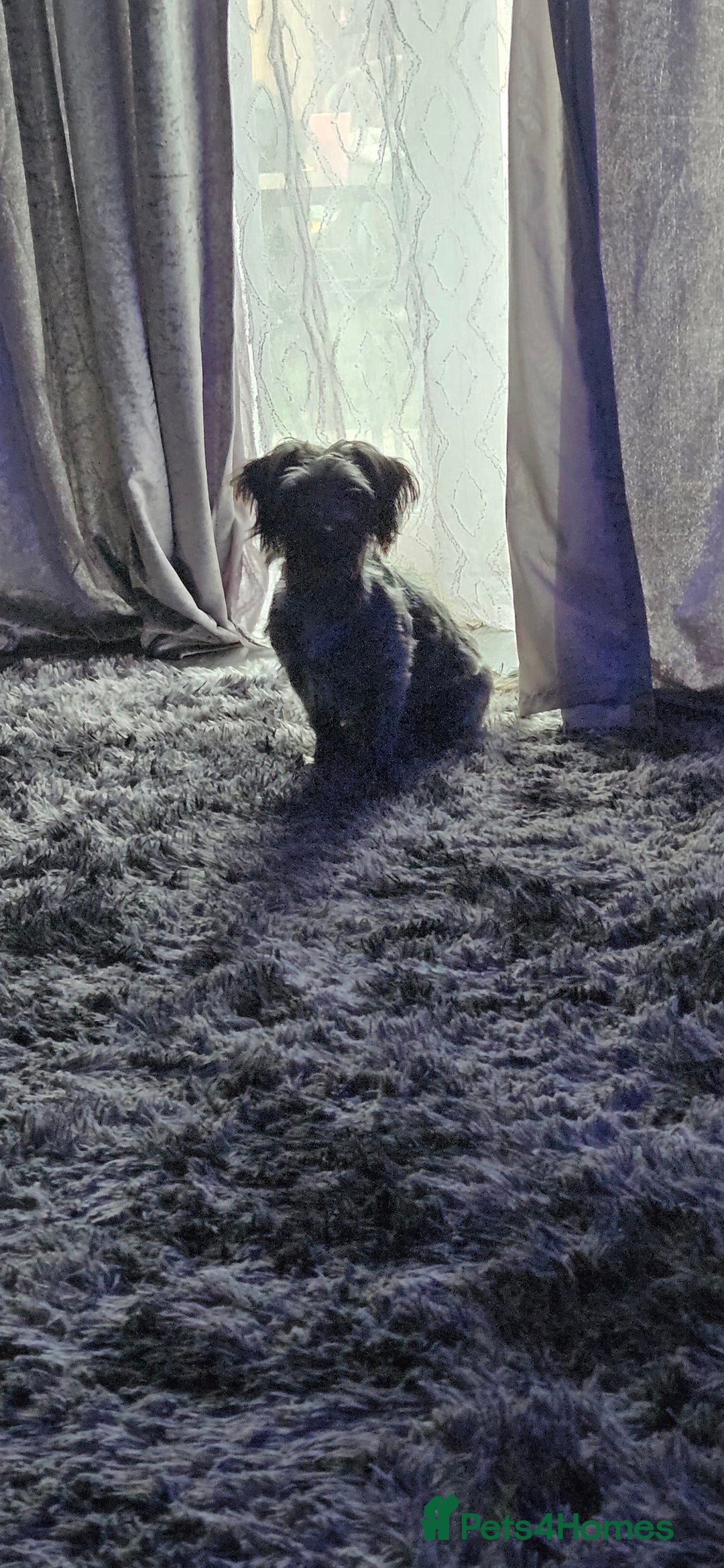 Mixed Breed dogs for sale: Toy Yorkipoo  - Image 10