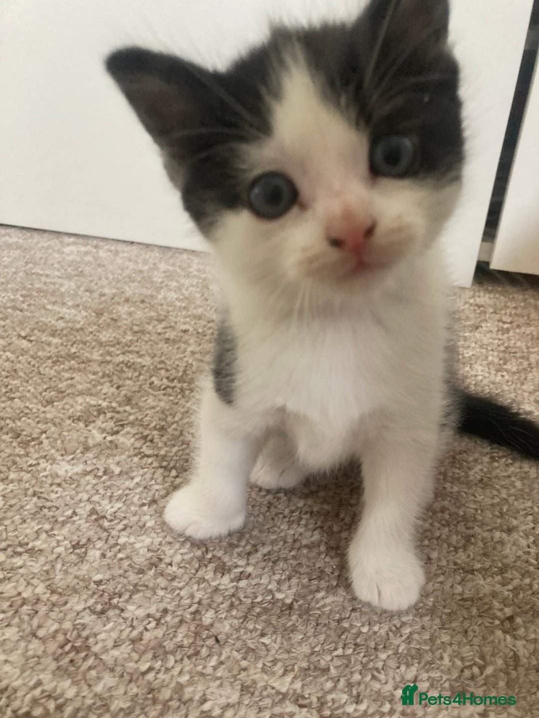 Mixed Breed cats for sale: 3 Beautiful boys  - Image 4