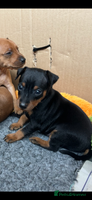 Miniature Pinscher dogs - Advert 1