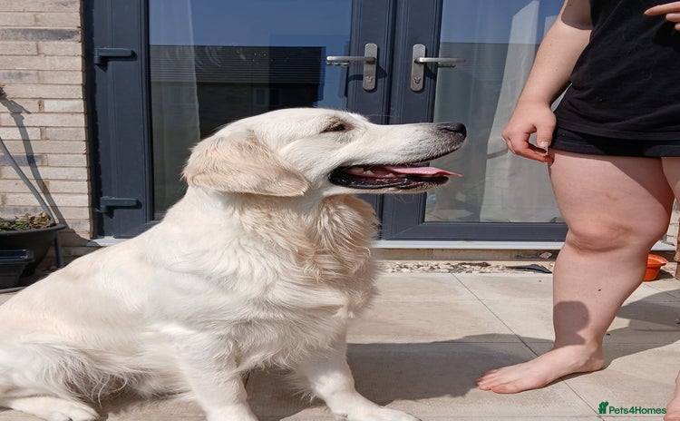 Golden Retriever dogs - Advert 1